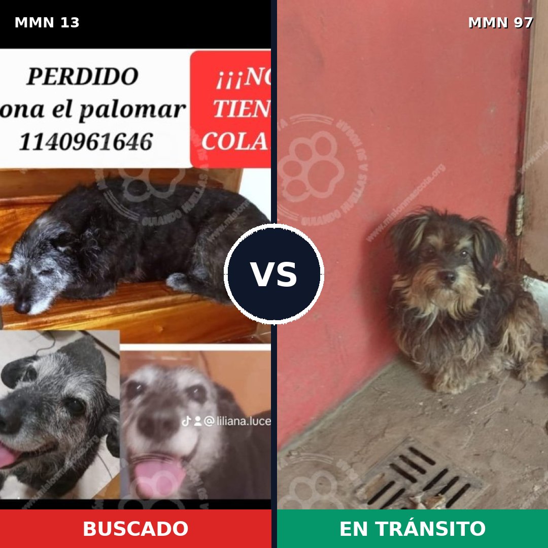 Comparativa MMS 589: mascota perdida y mascota encontrada, 69% de similitud
