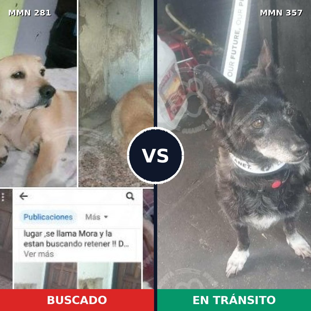 Comparativa MMS 5890: mascota perdida y mascota encontrada, 60% de similitud