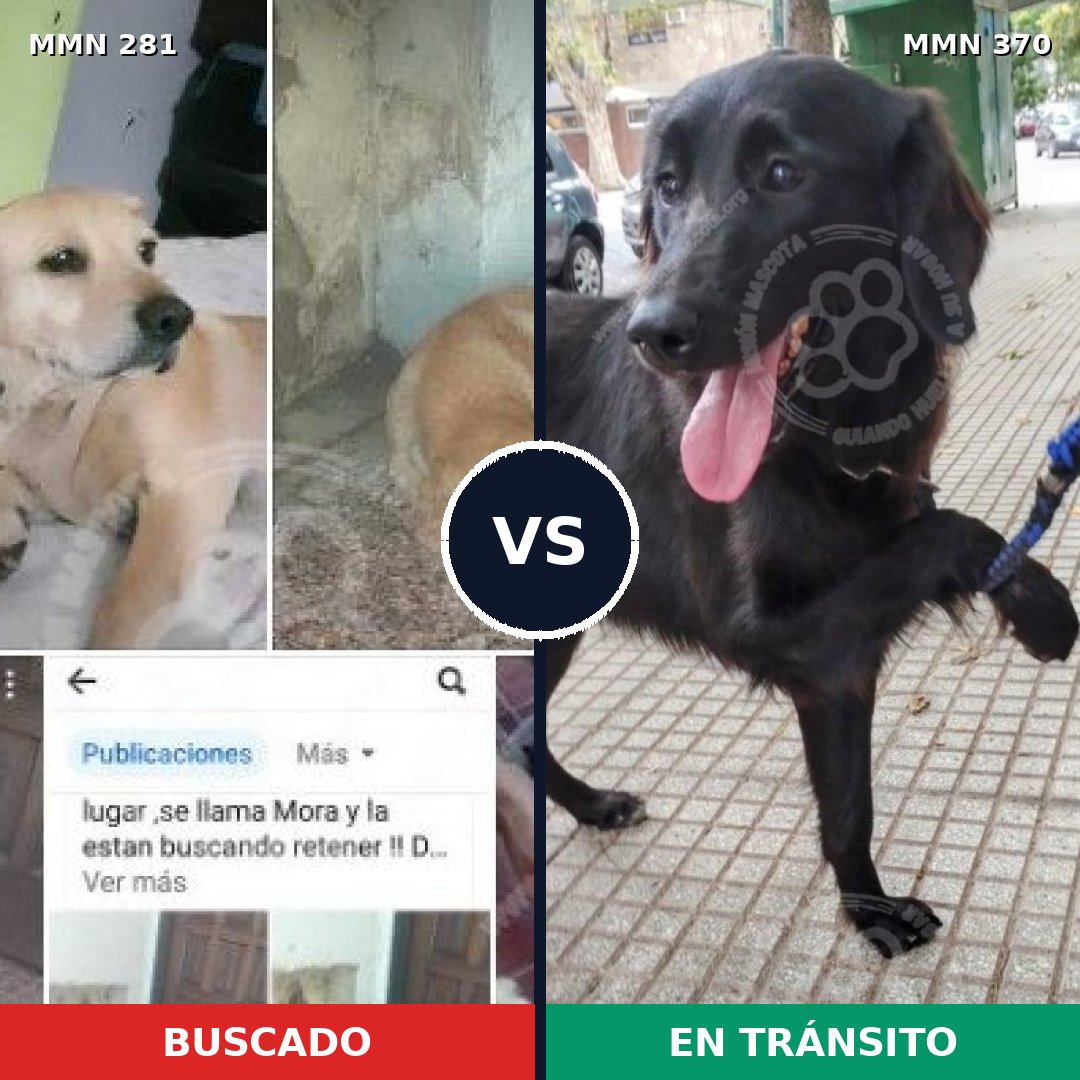 Comparativa MMS 5891: mascota perdida y mascota encontrada, 57% de similitud
