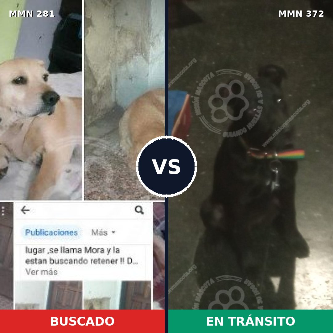Comparativa MMS 5892: mascota perdida y mascota encontrada, 61% de similitud