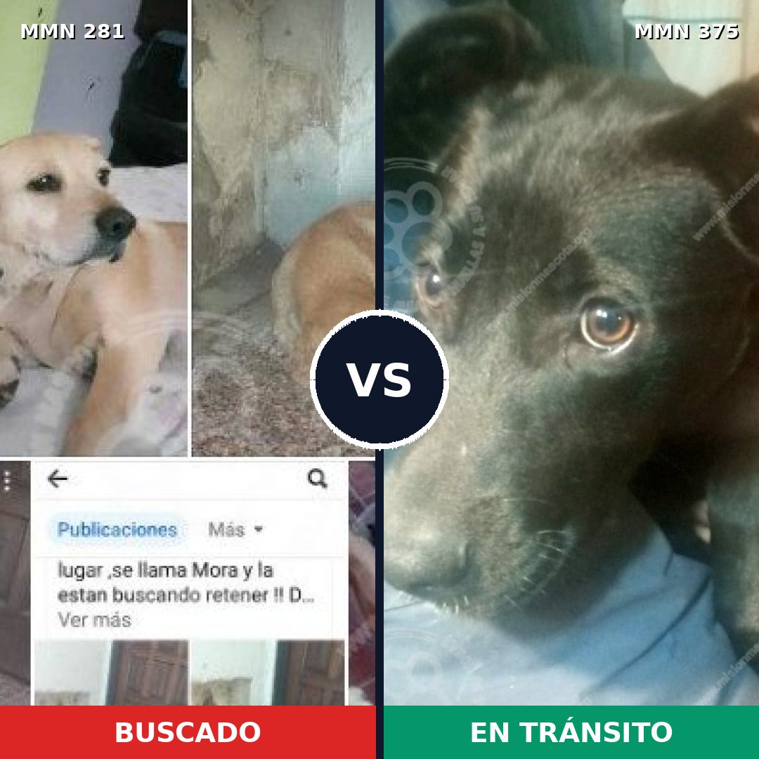 Comparativa MMS 5893: mascota perdida y mascota encontrada, 61% de similitud