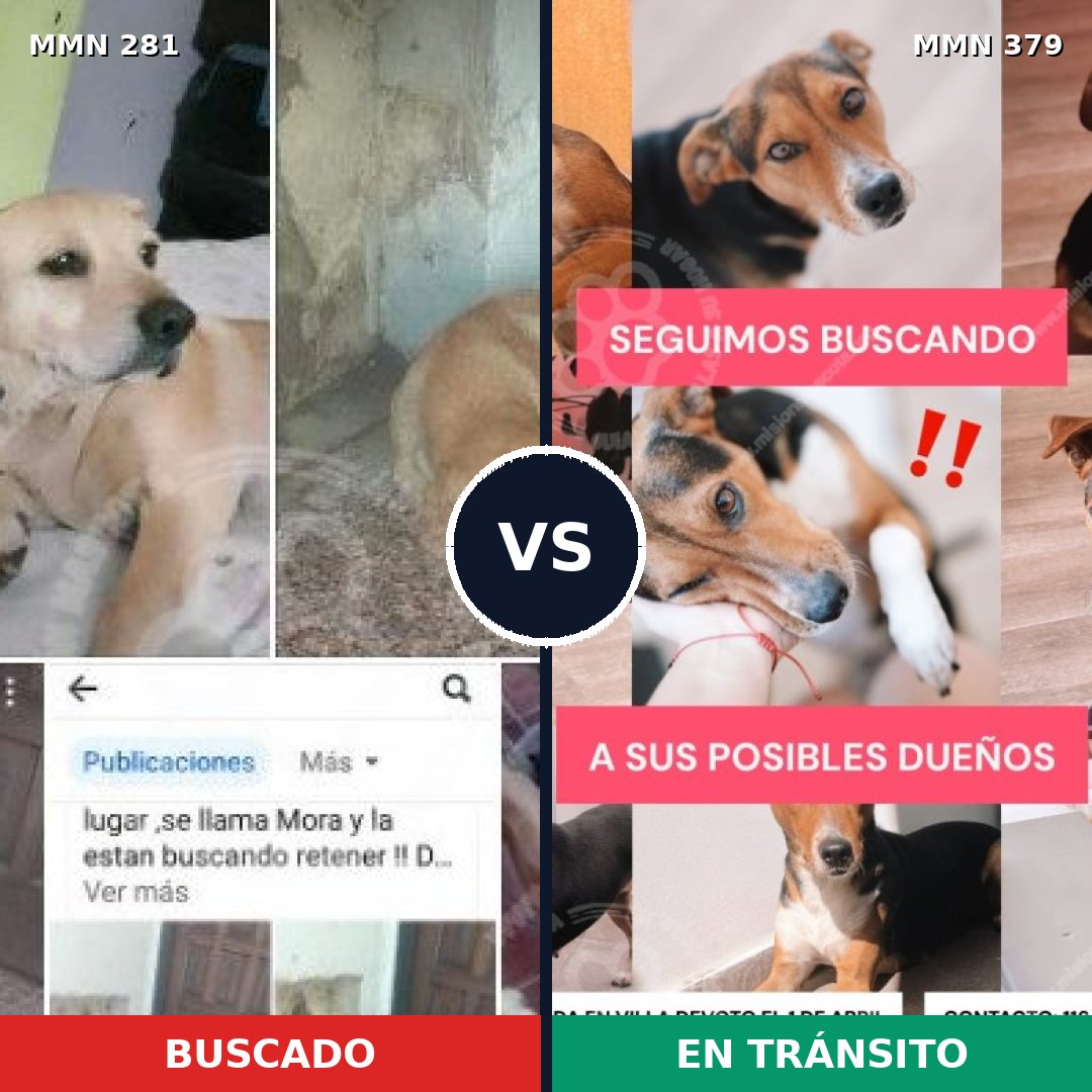 Comparativa MMS 5894: mascota perdida y mascota encontrada, 61% de similitud