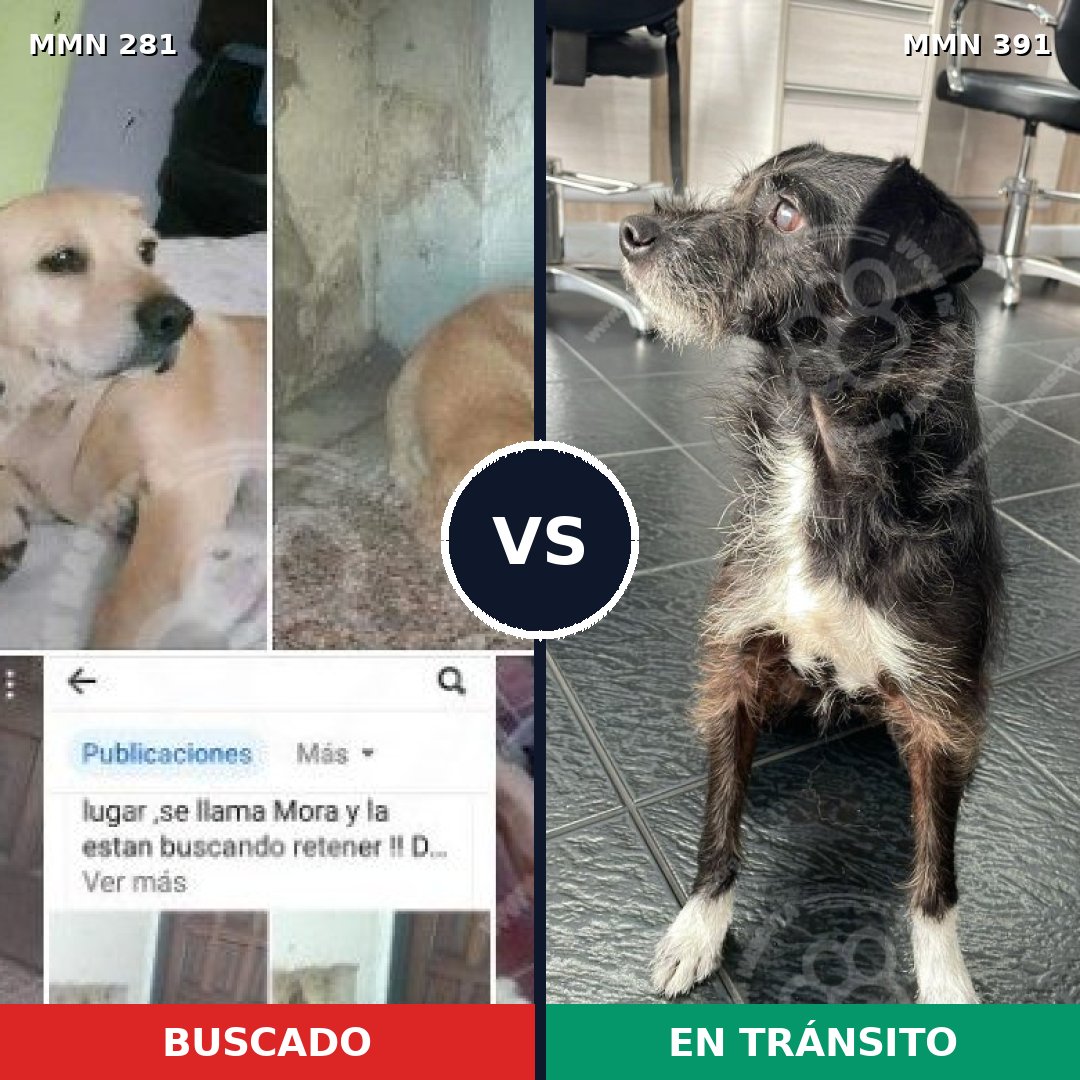 Comparativa MMS 5895: mascota perdida y mascota encontrada, 59% de similitud