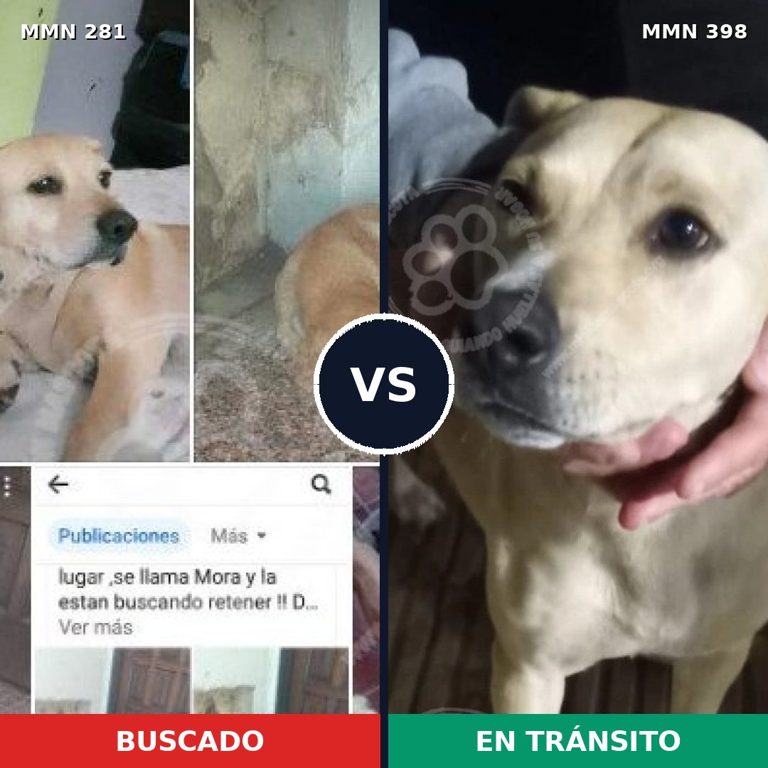 Comparativa MMS 5896: mascota perdida y mascota encontrada, 75% de similitud