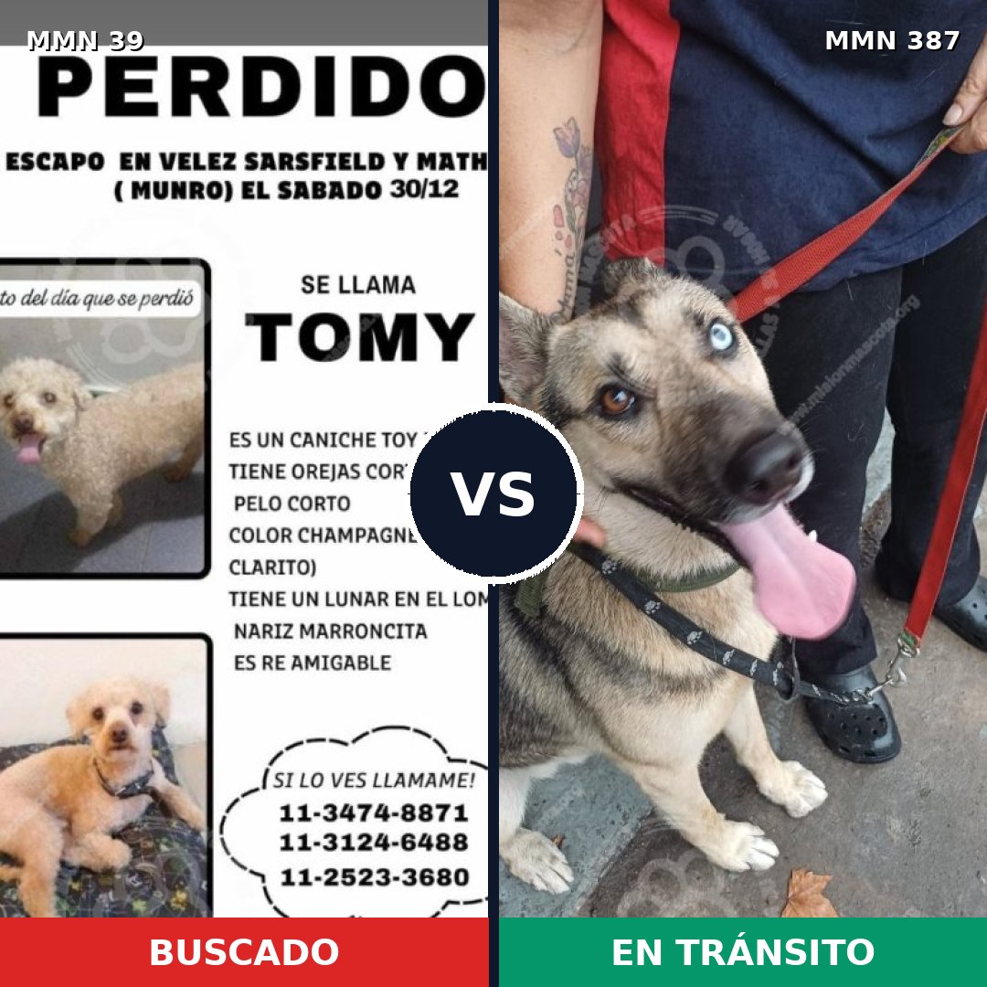 Comparativa MMS 59: mascota perdida y mascota encontrada, 22% de similitud