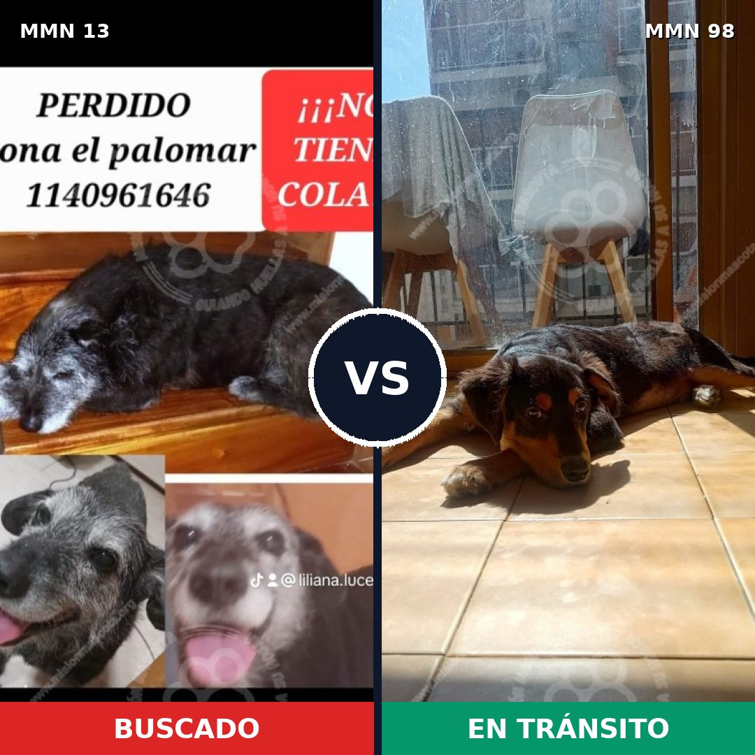 Comparativa MMS 590: mascota perdida y mascota encontrada, 81% de similitud