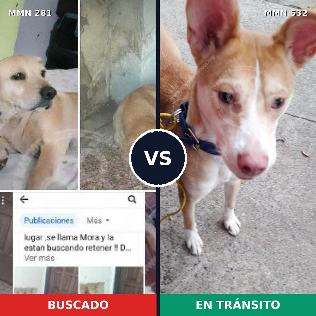 Comparativa MMS 5901: mascota perdida y mascota encontrada, 62% de similitud