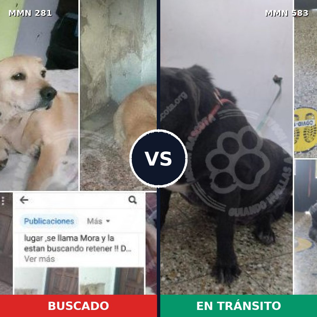 Comparativa MMS 5902: mascota perdida y mascota encontrada, 59% de similitud