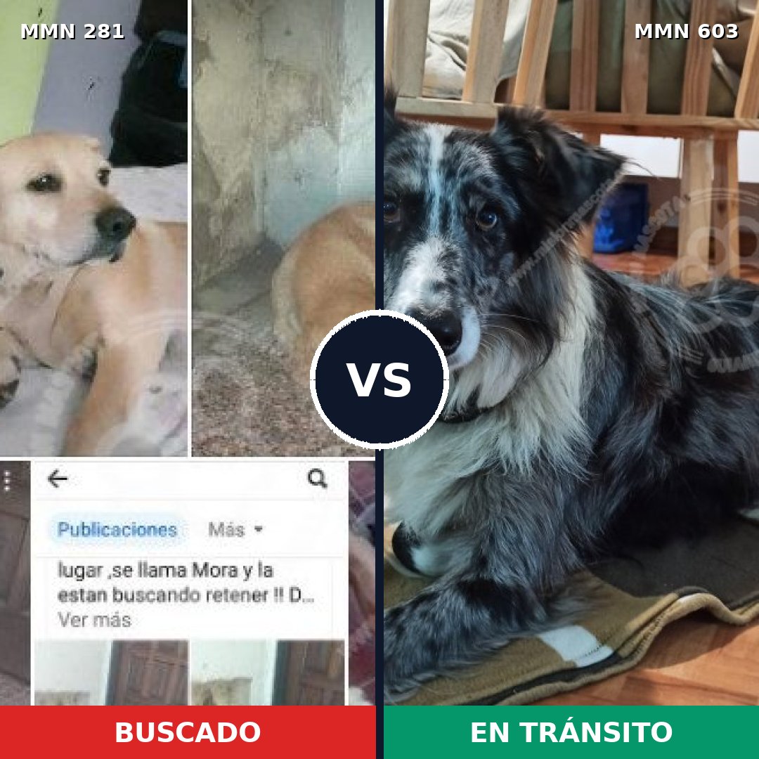 Comparativa MMS 5903: mascota perdida y mascota encontrada, 12% de similitud
