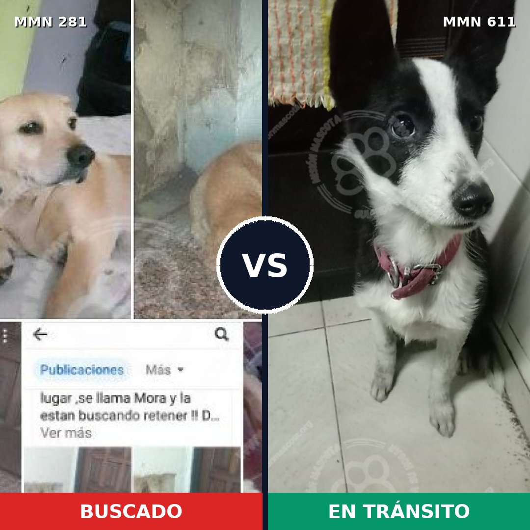 Comparativa MMS 5904: mascota perdida y mascota encontrada, 57% de similitud