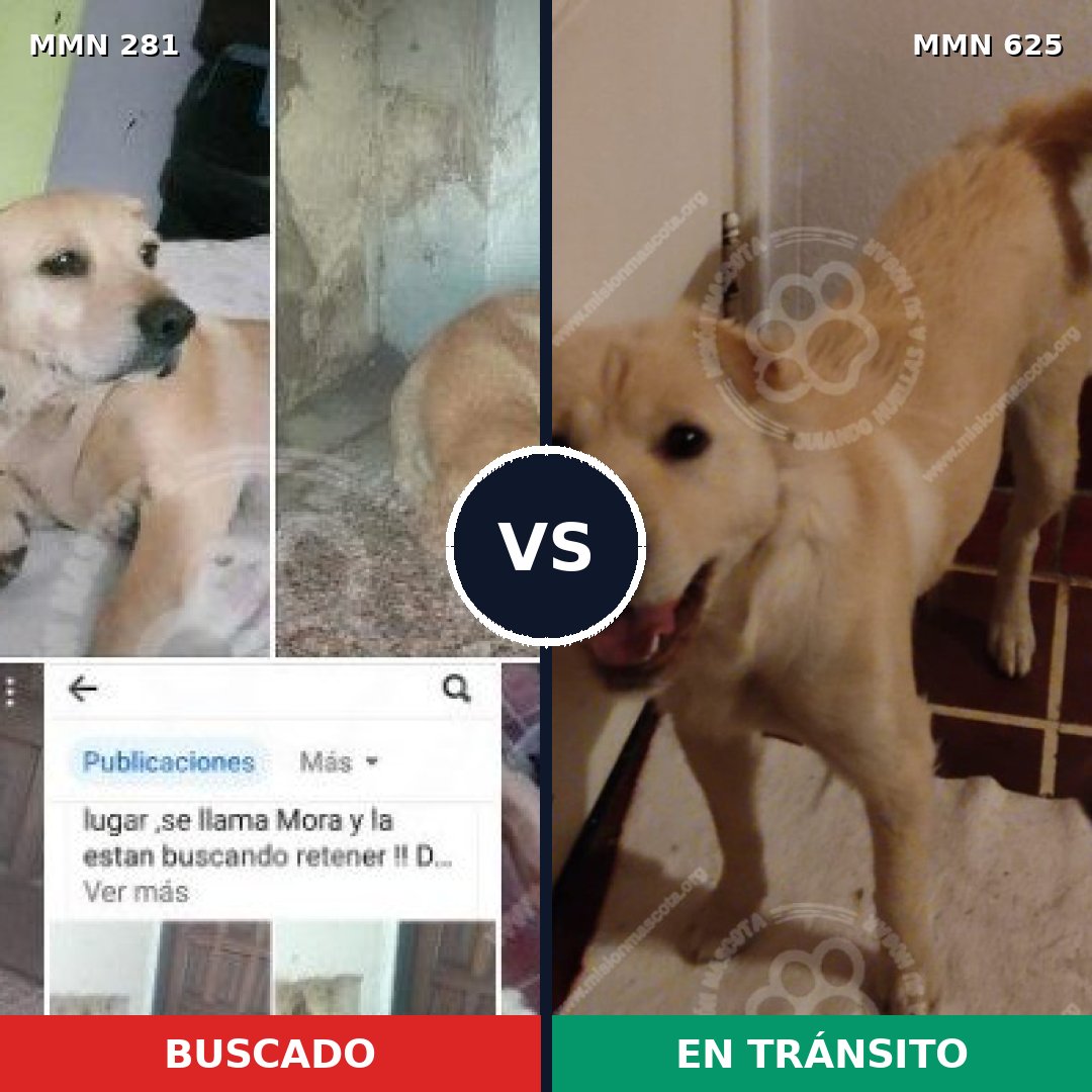 Comparativa MMS 5905: mascota perdida y mascota encontrada, 89% de similitud