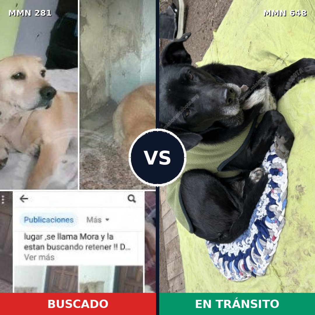 Comparativa MMS 5906: mascota perdida y mascota encontrada, 59% de similitud