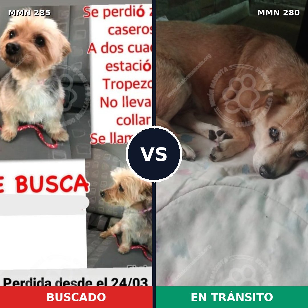 Comparativa MMS 5908: mascota perdida y mascota encontrada, 47% de similitud