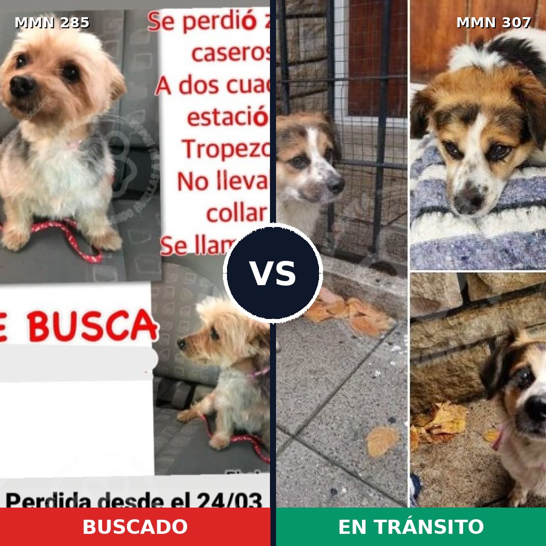 Comparativa MMS 5909: mascota perdida y mascota encontrada, 22% de similitud