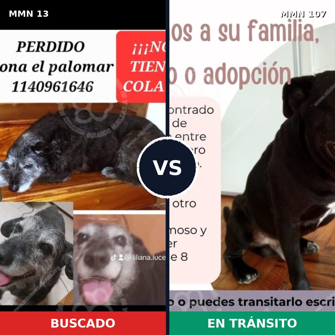 Comparativa MMS 591: mascota perdida y mascota encontrada, 86% de similitud