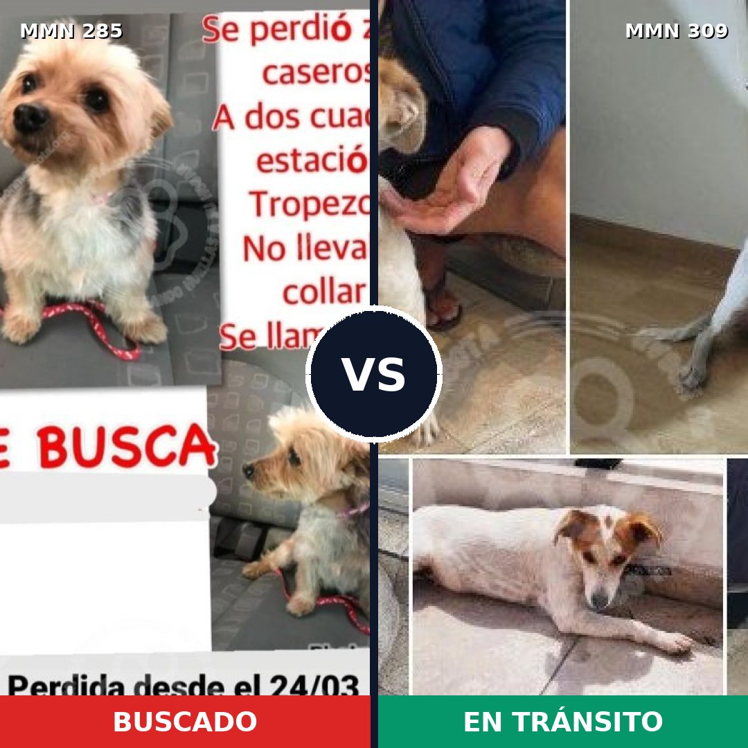Comparativa MMS 5910: mascota perdida y mascota encontrada, 10% de similitud