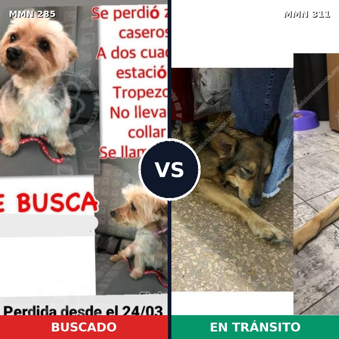 Comparativa MMS 5911: mascota perdida y mascota encontrada, 10% de similitud