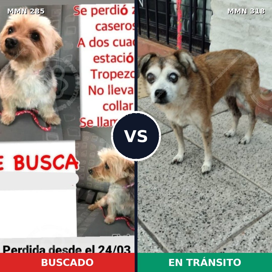 Comparativa MMS 5912: mascota perdida y mascota encontrada, 62% de similitud