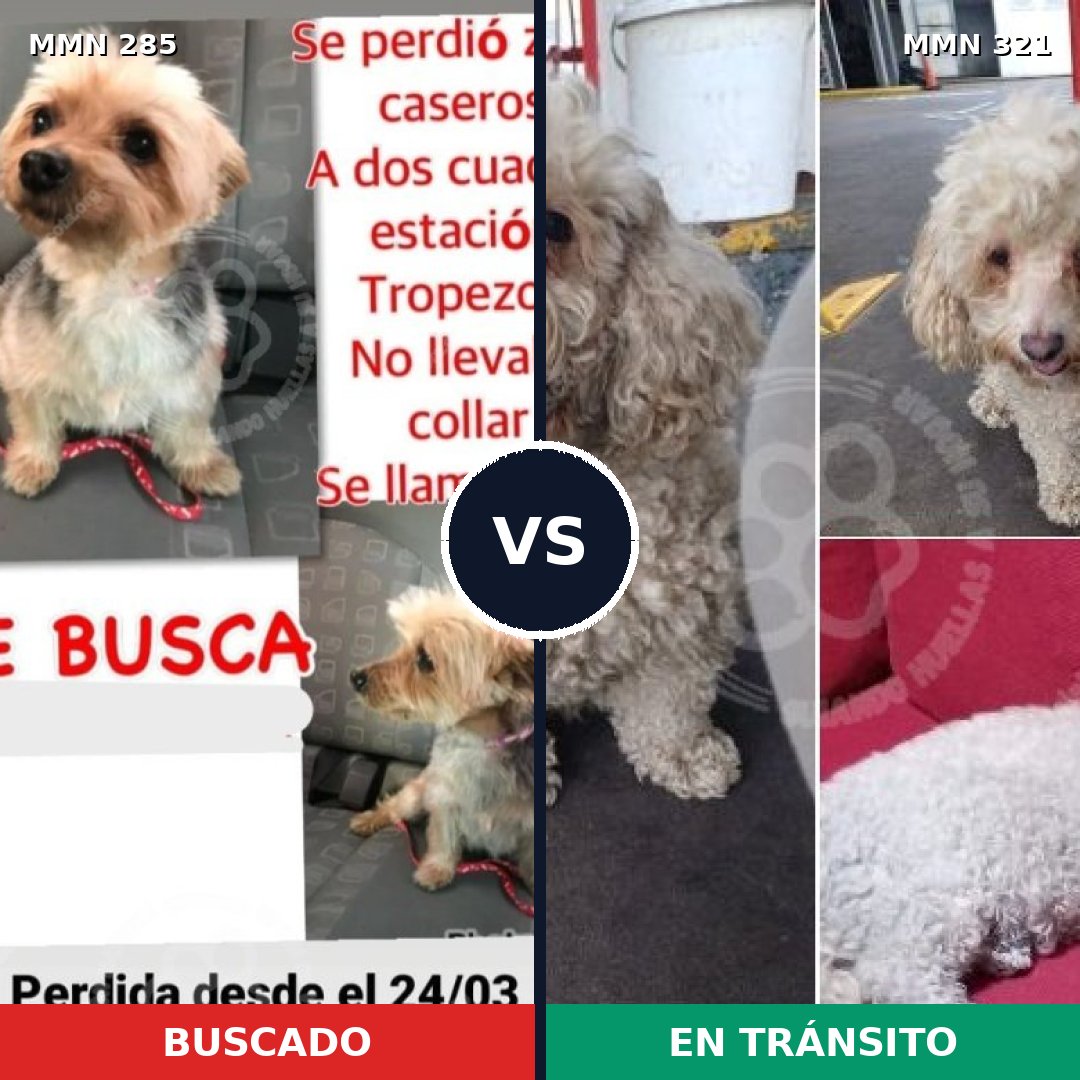 Comparativa MMS 5913: mascota perdida y mascota encontrada, 65% de similitud