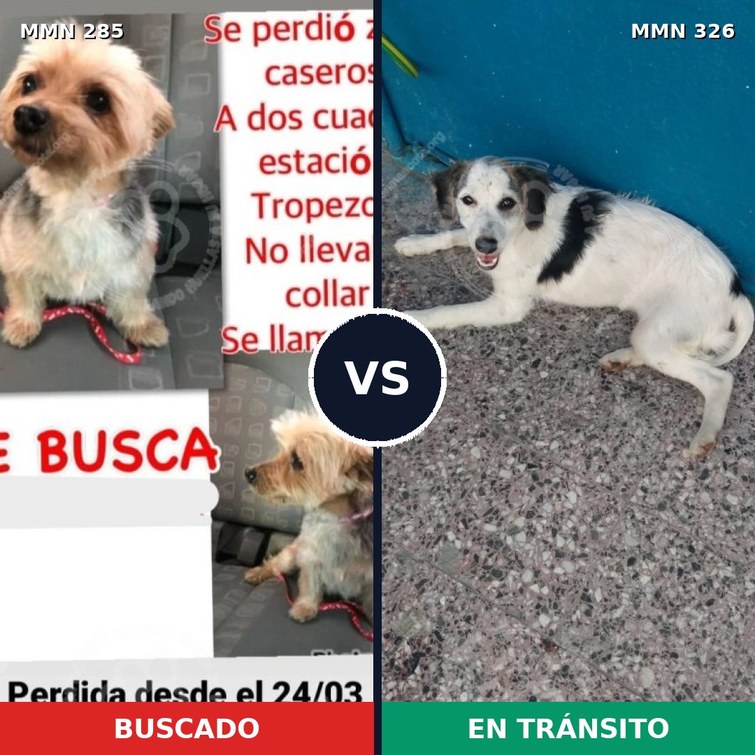 Comparativa MMS 5914: mascota perdida y mascota encontrada, 10% de similitud