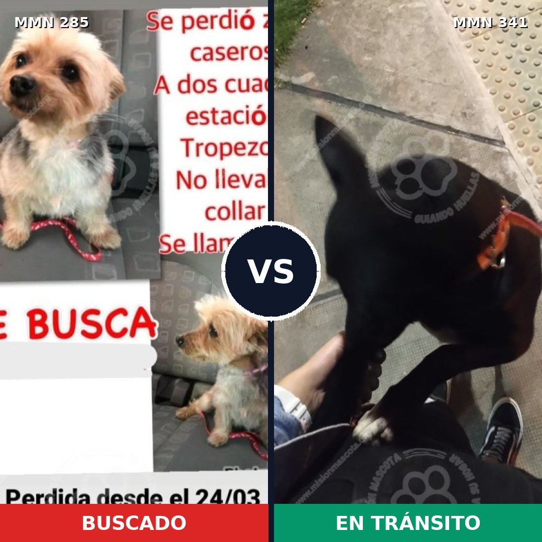 Comparativa MMS 5917: mascota perdida y mascota encontrada, 6% de similitud