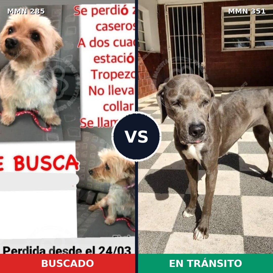 Comparativa MMS 5918: mascota perdida y mascota encontrada, 2% de similitud