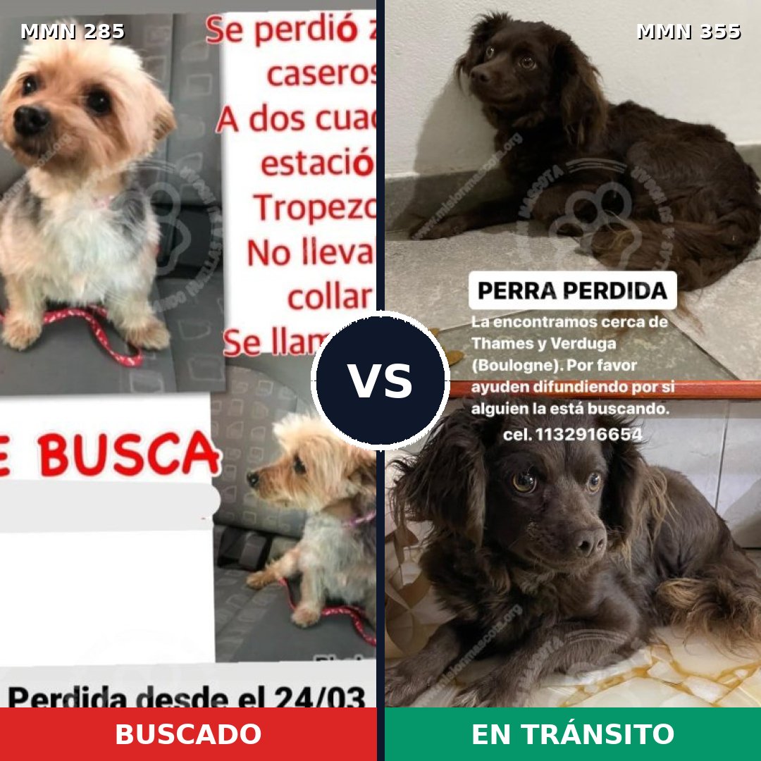Comparativa MMS 5919: mascota perdida y mascota encontrada, 6% de similitud
