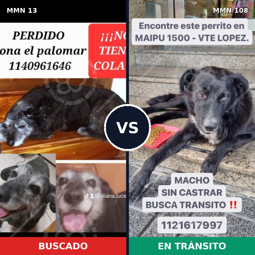 Comparativa MMS 592: mascota perdida y mascota encontrada, 88% de similitud