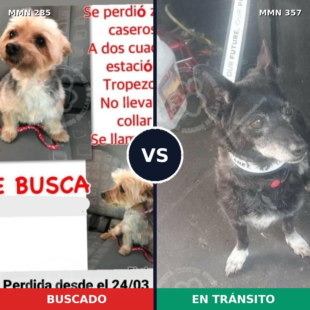 Comparativa MMS 5920: mascota perdida y mascota encontrada, 11% de similitud