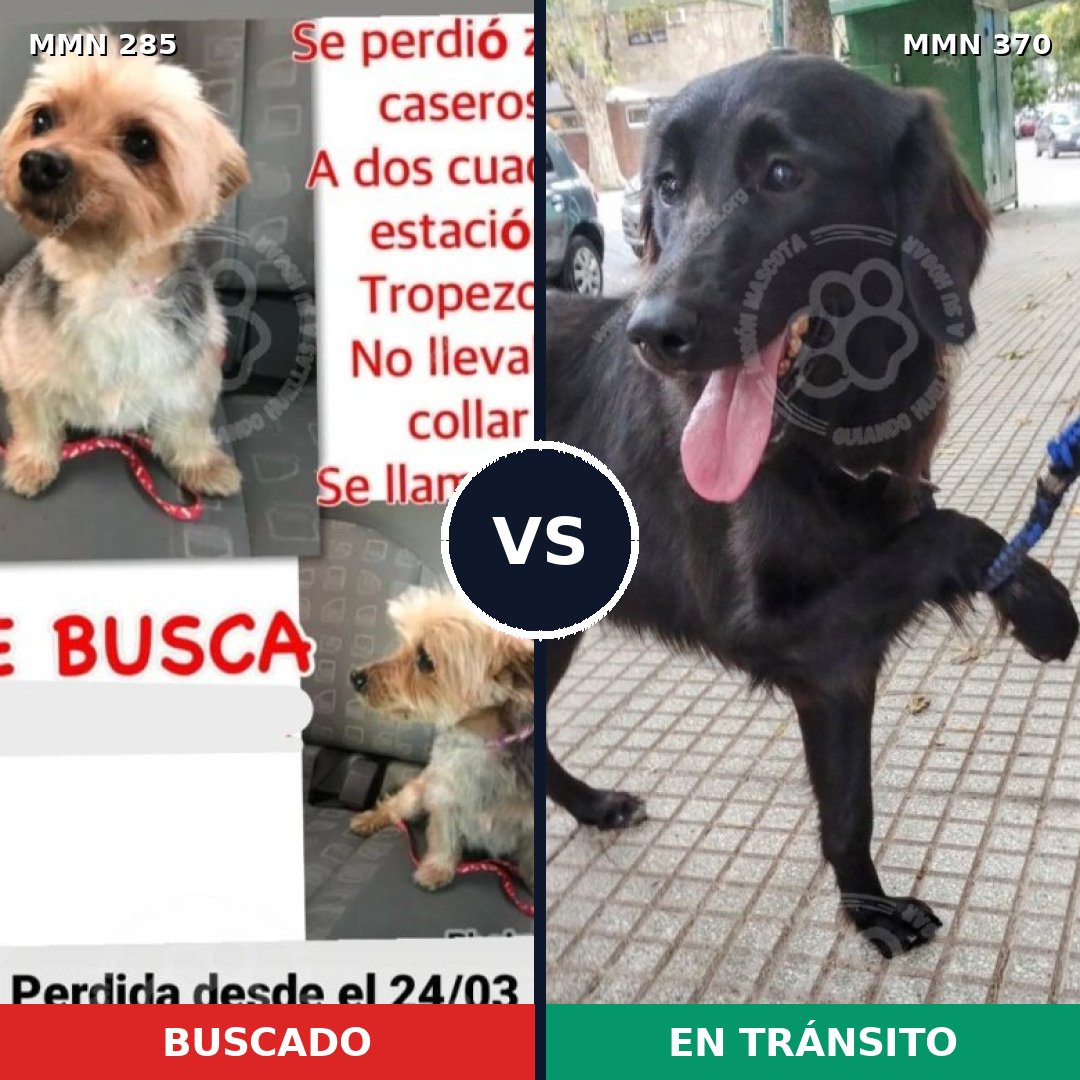 Comparativa MMS 5921: mascota perdida y mascota encontrada, 10% de similitud