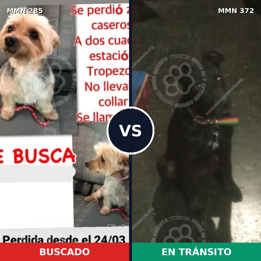 Comparativa MMS 5922: mascota perdida y mascota encontrada, 6% de similitud