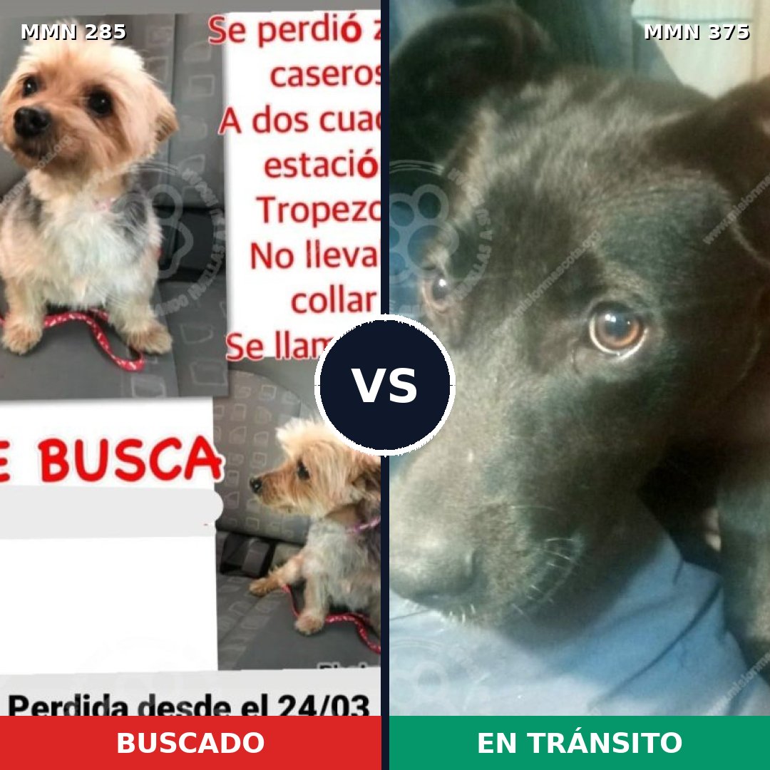 Comparativa MMS 5923: mascota perdida y mascota encontrada, 6% de similitud