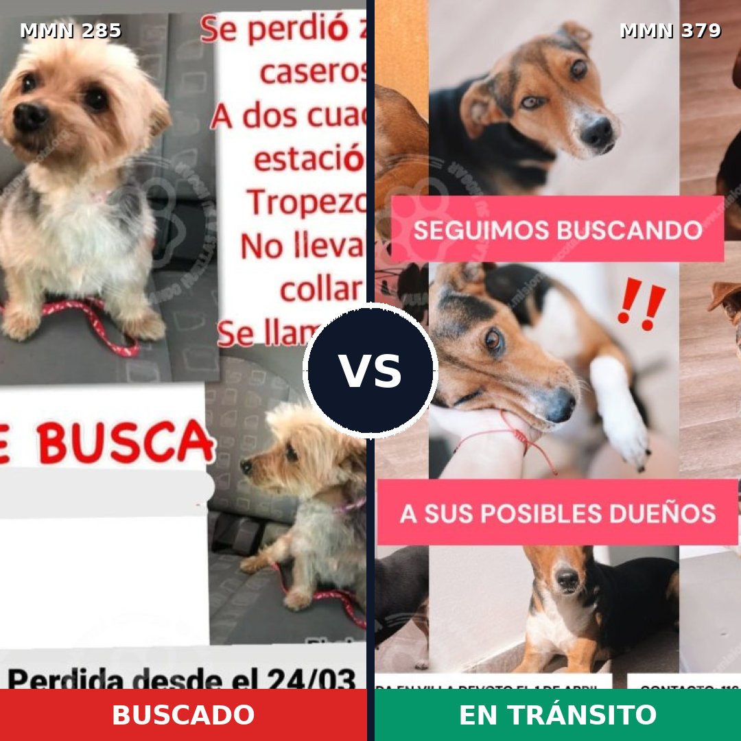 Comparativa MMS 5924: mascota perdida y mascota encontrada, 6% de similitud