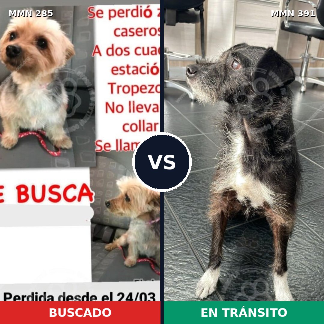Comparativa MMS 5925: mascota perdida y mascota encontrada, 10% de similitud