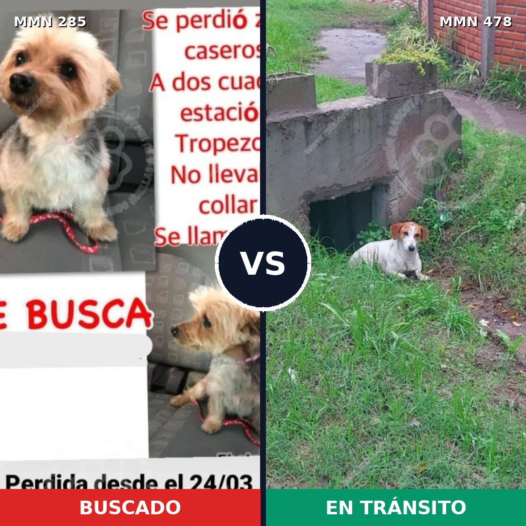 Comparativa MMS 5927: mascota perdida y mascota encontrada, 2% de similitud