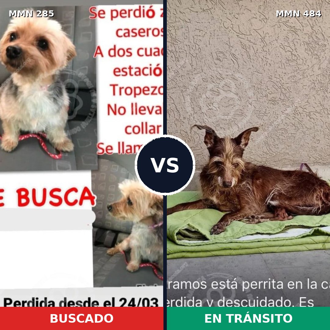 Comparativa MMS 5928: mascota perdida y mascota encontrada, 8% de similitud