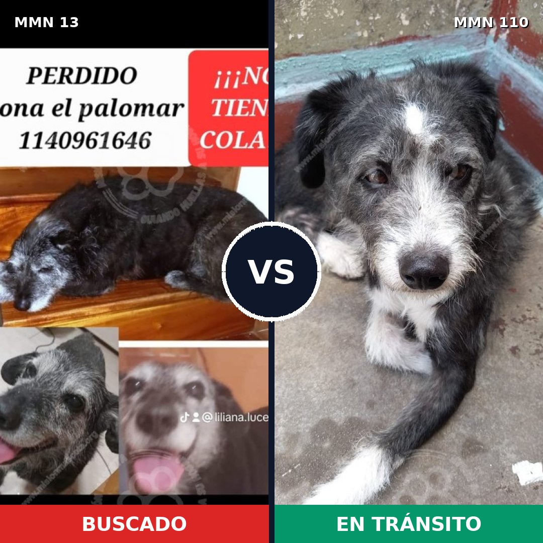 Comparativa MMS 593: mascota perdida y mascota encontrada, 90% de similitud