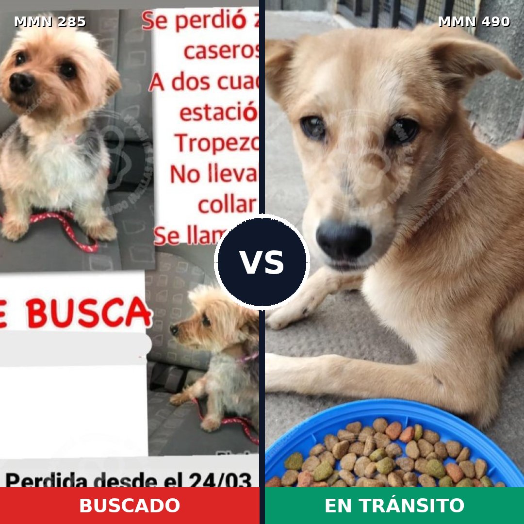 Comparativa MMS 5930: mascota perdida y mascota encontrada, 31% de similitud
