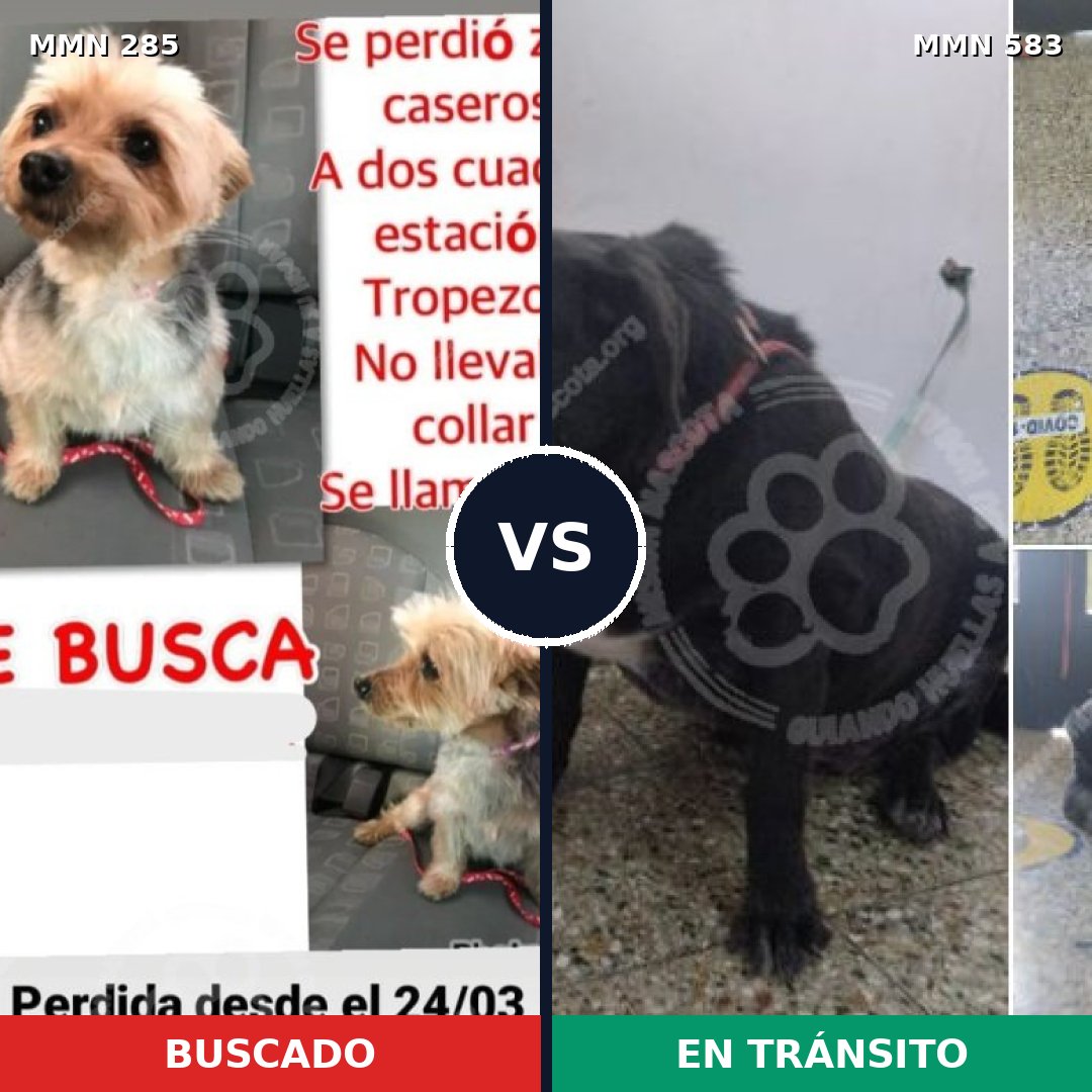 Comparativa MMS 5932: mascota perdida y mascota encontrada, 12% de similitud