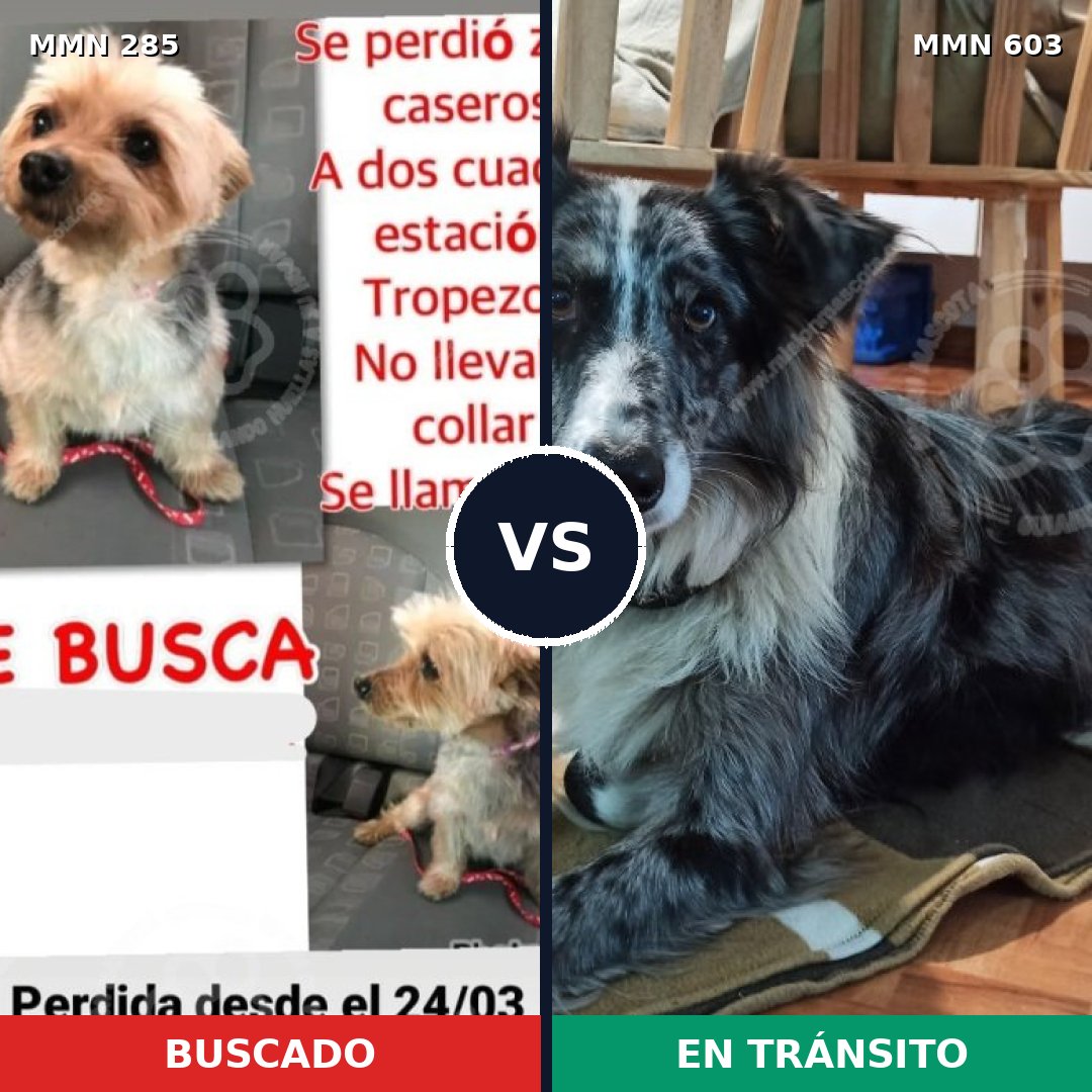 Comparativa MMS 5933: mascota perdida y mascota encontrada, 4% de similitud