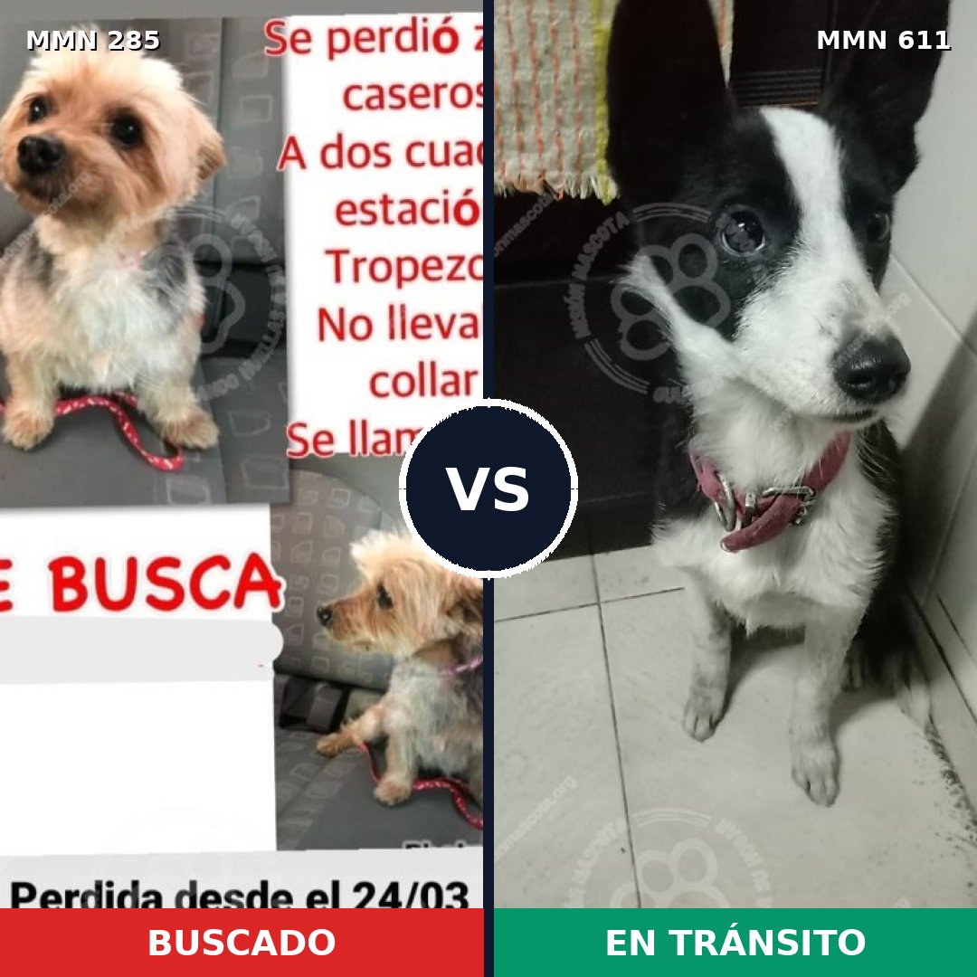 Comparativa MMS 5934: mascota perdida y mascota encontrada, 10% de similitud
