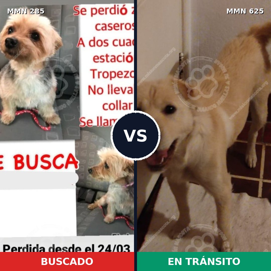 Comparativa MMS 5935: mascota perdida y mascota encontrada, 44% de similitud