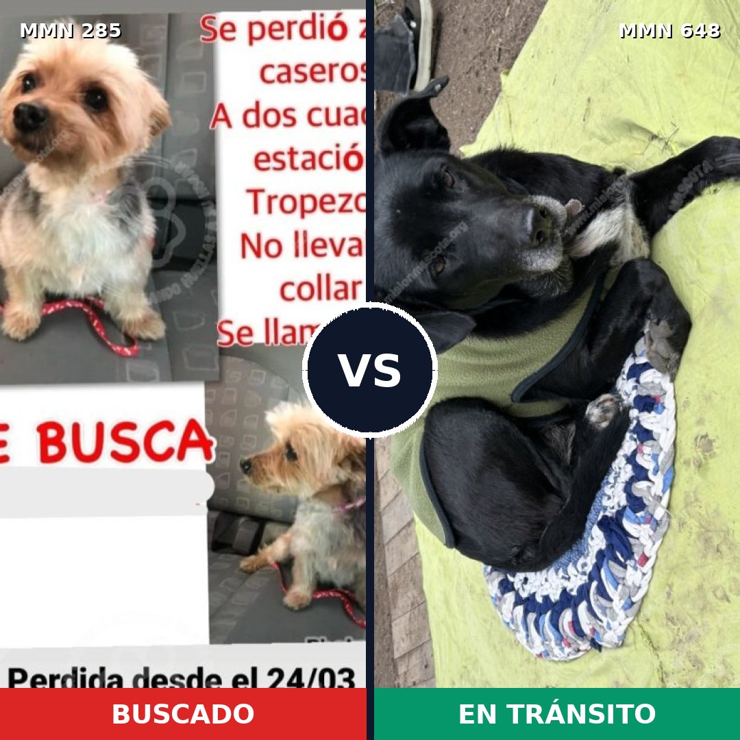 Comparativa MMS 5936: mascota perdida y mascota encontrada, 10% de similitud