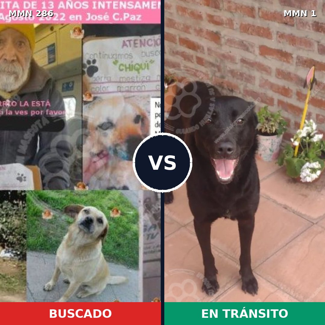 Comparativa MMS 5938: mascota perdida y mascota encontrada, 51% de similitud