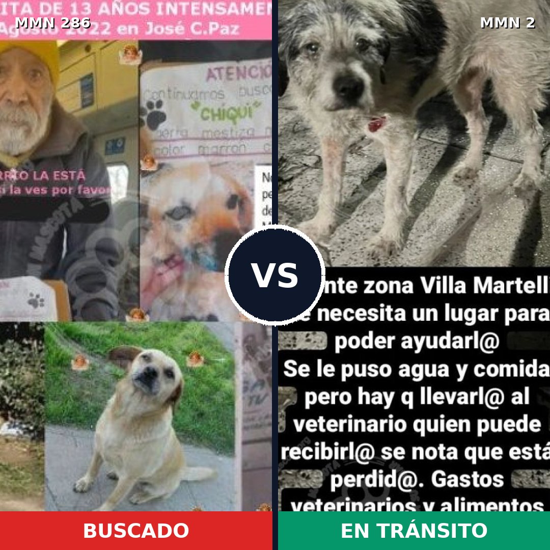 Comparativa MMS 5939: mascota perdida y mascota encontrada, 48% de similitud