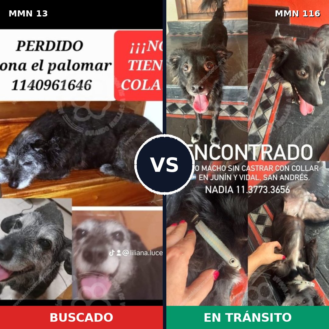 Comparativa MMS 594: mascota perdida y mascota encontrada, 90% de similitud