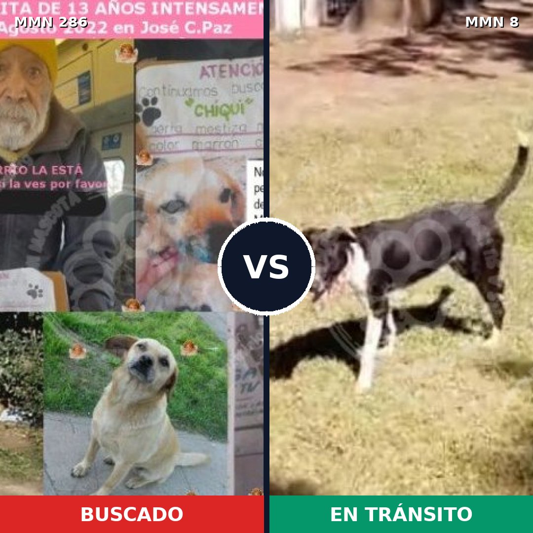 Comparativa MMS 5940: mascota perdida y mascota encontrada, 51% de similitud