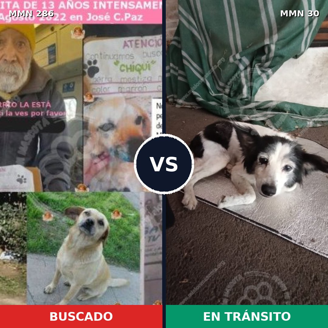 Comparativa MMS 5941: mascota perdida y mascota encontrada, 49% de similitud