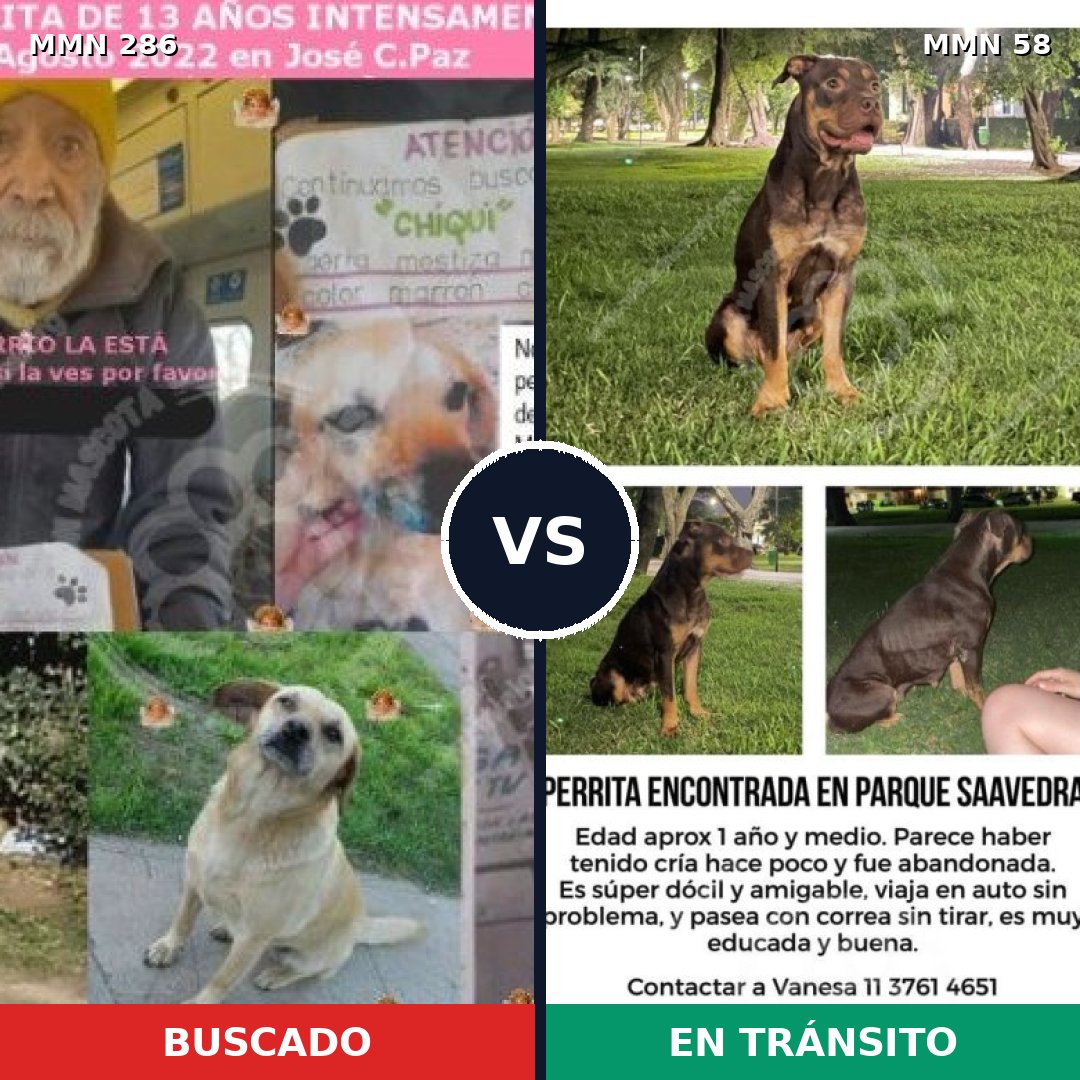 Comparativa MMS 5942: mascota perdida y mascota encontrada, 46% de similitud