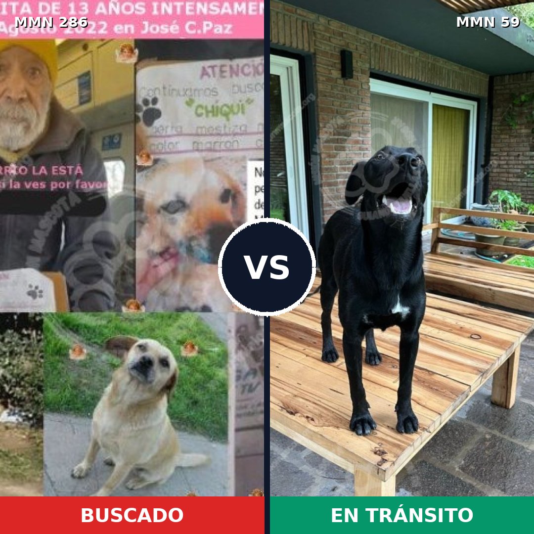 Comparativa MMS 5943: mascota perdida y mascota encontrada, 10% de similitud